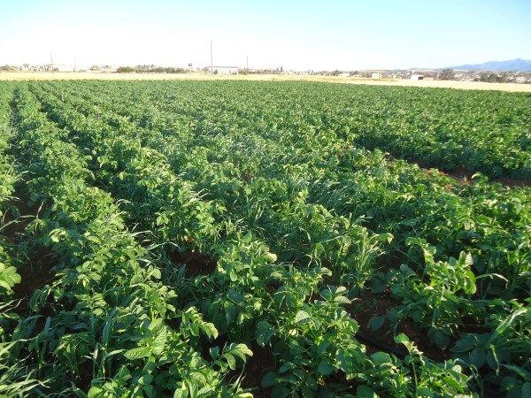 Ζεολιθικές πατάτες. Παλιομέτοχο - Κύπρος.