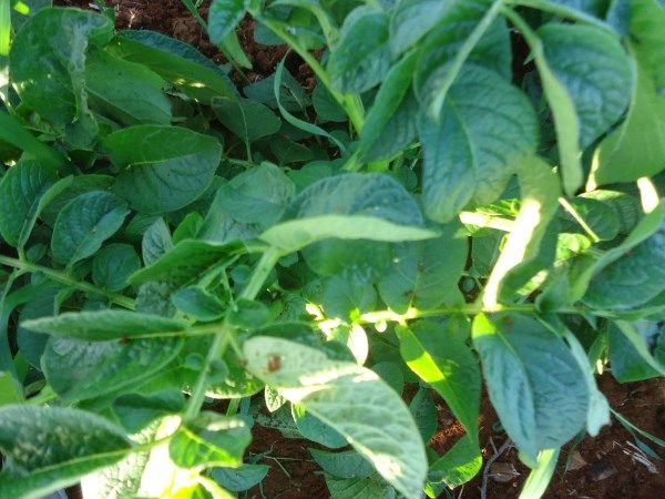 Ζεολιθικές πατάτες. Παλιομέτοχο - Κύπρος.