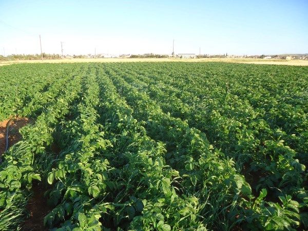 Ζεολιθικές πατάτες. Παλιομέτοχο - Κύπρος.