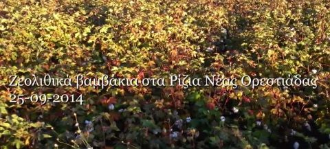 Ζεολιθικα βαμβακια στα Ριζια Νεας Ορεστιαδας.