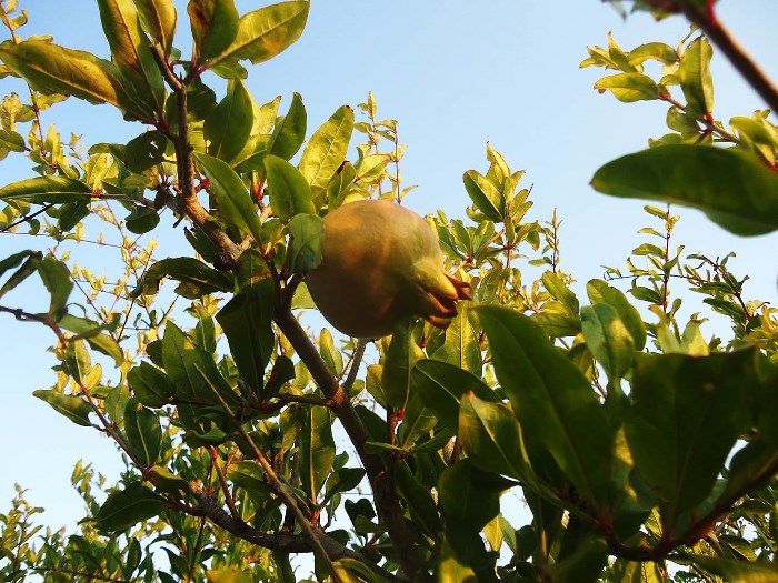 Ζεολιθικό Ρόδι 1.