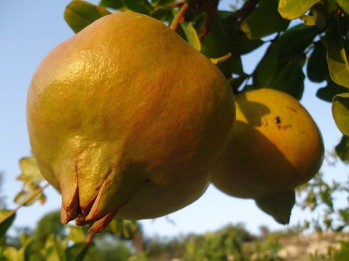 Ζεολιθικό Ρόδι 2.