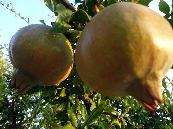 Ζεολιθικό Ρόδι 3.