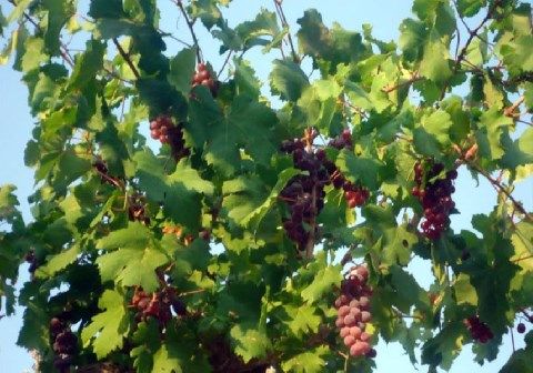 Ζεολιθικό αμπέλι. Αραδίππου Κύπρος.