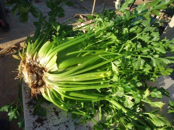 Ζεολιθικό σέλινο. Παλιομέτοχο - Κύπρος.
