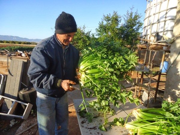 Ζεολιθικό σέλινο. Παλιομέτοχο - Κύπρος.