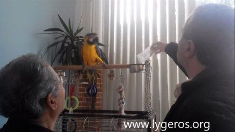 Ζεολιθικός παπαγάλος.