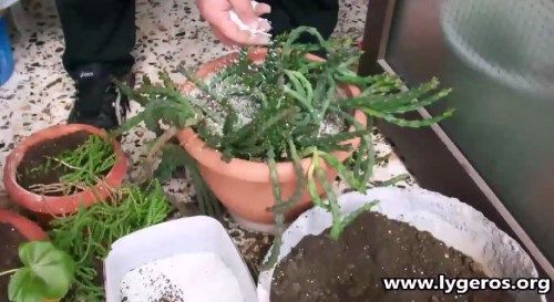 Ζεόλιθος σε γλάστρες, Νέα Ορεστιάδα.