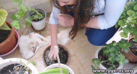 Ζεόλιθος σε γλάστρες Αζαλέας και Αμαρυλλίς.