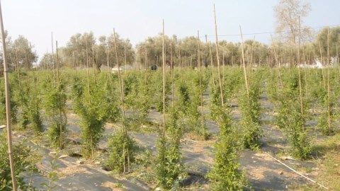 Ζεόλιθος σε ελαιόδεντρα, κερασιές, γκότζι μπέρι.