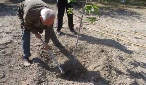 Ζεόλιθος σε κτήμα -- Αραδίππου,Κύπρος.