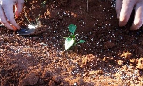 Ζεόλιθος-σε-κτήμα-με-λαχανικά-Κύπρος.