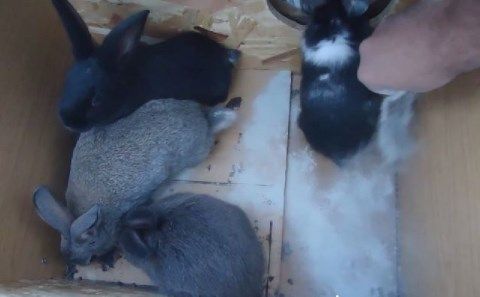 Ζεόλιθος σε τροφή κουνελιών.