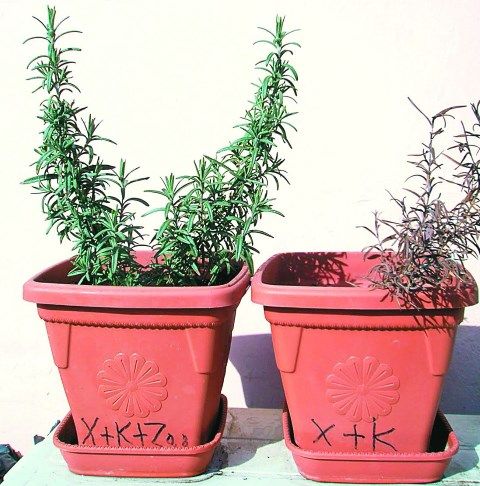 Ζεόλιθος - Χρήσεις στη γεωργία και την κατεργασία λυμάτων.