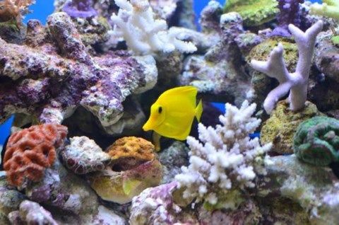 Ζεόλιθος ενυδρεία αμμωνία ψάρια.