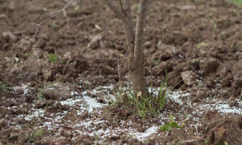 Ενσωμάτωση ζεόλιθου σε ροδιές - Τρίκαλα.