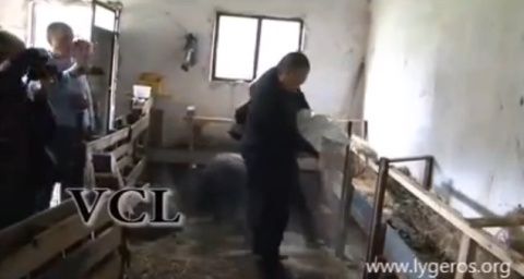 Νίκος Λυγερός: Ζεόλιθος για ζώα.