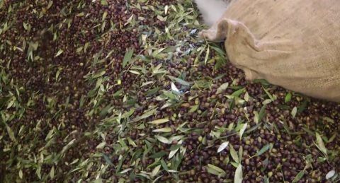 Παραγωγή ζεόλαδου. Πρόδρομος, Μεσσηνίας.