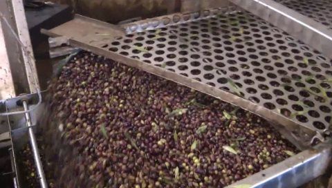 Νίκος Λυγερός - Παραγωγή ζεόλαδου. Πρόδρομος, Μεσσηνίας.