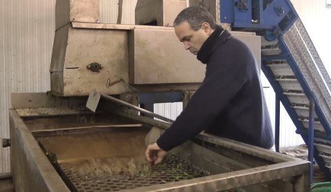 Νίκος Λυγερός: Παραγωγή ζεόλαδου. Πρόδρομος, Μεσσηνίας.