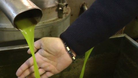 Νίκος Λυγερός: Παραγωγή ζεόλαδου. Πρόδρομος, Μεσσηνίας.