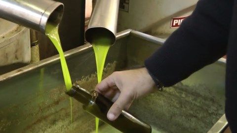 Νίκος Λυγερός: Παραγωγή ζεόλαδου. Πρόδρομος, Μεσσηνίας.