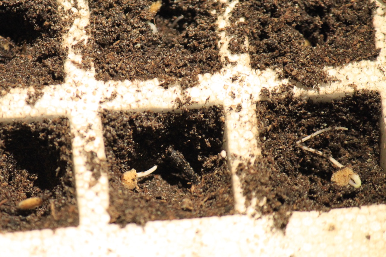 Σπορείο Ντομάτες με ζεόλιθο 10