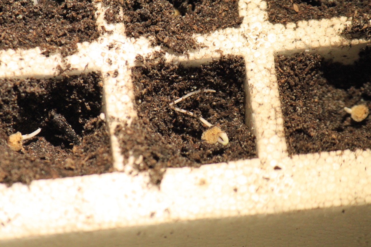 Σπορείο Ντομάτες με ζεόλιθο 11