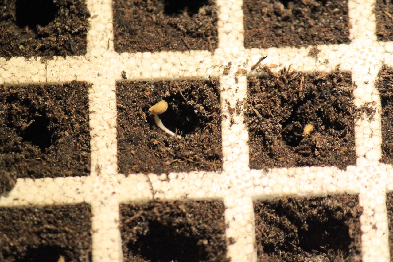 Σπορείο Ντομάτες με ζεόλιθο 12