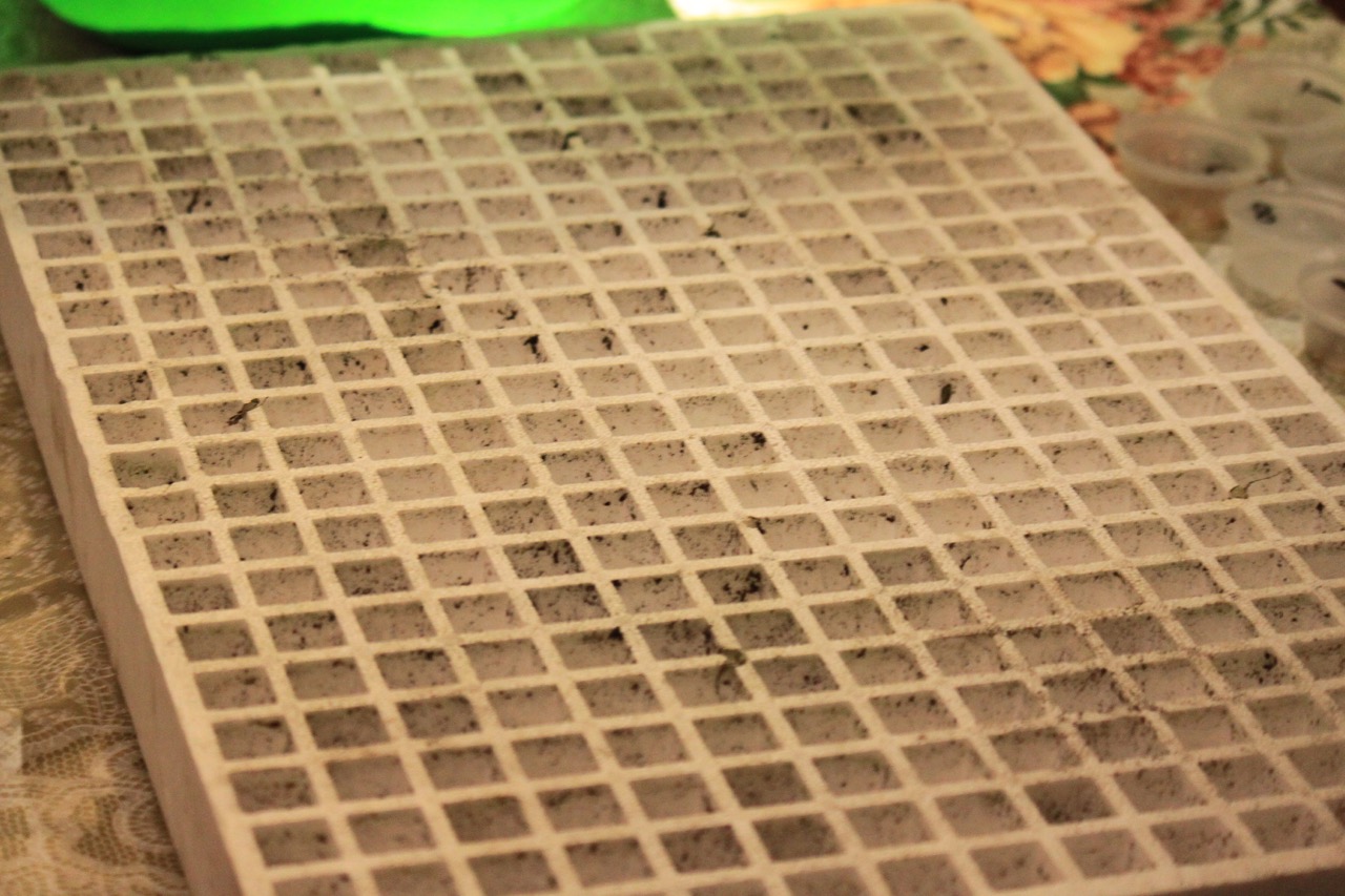 Σπορείο Ντομάτες με ζεόλιθο 2