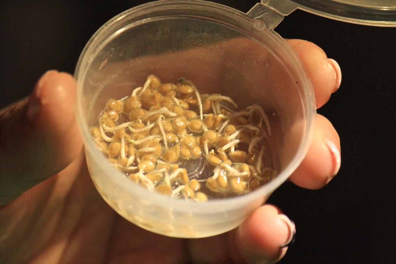 Σπορείο Ντομάτες με ζεόλιθο 3