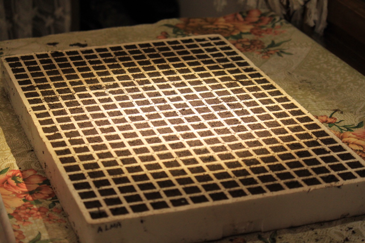 Σπορείο Ντομάτες με ζεόλιθο 4