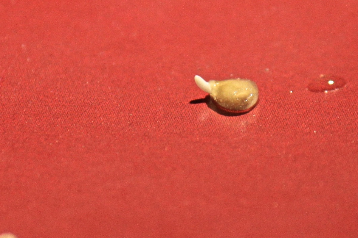 Σπορείο Ντομάτες με ζεόλιθο 7