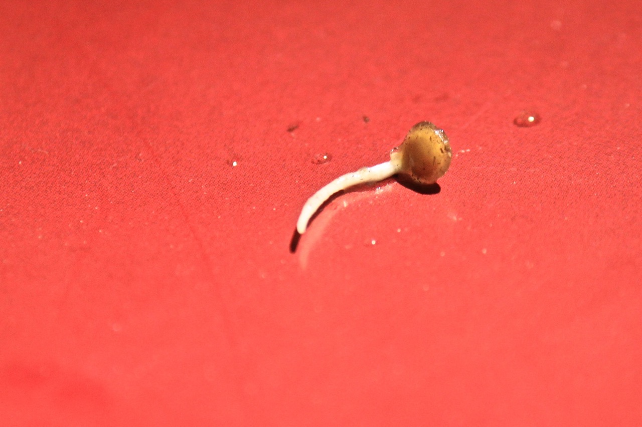 Σπορείο Ντομάτες με ζεόλιθο 9