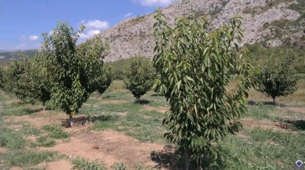 Στρατηγική προετοιμασία για εφαρμογή ζεόλιθου Πέλλα.