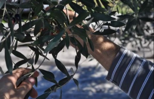 Συγκομιδή ζεο-ελαιοκάρπου - Πρόδρομος Μεσσηνίας.