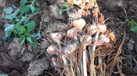 Συγκομιδη ζεολιθικων σκορδων.