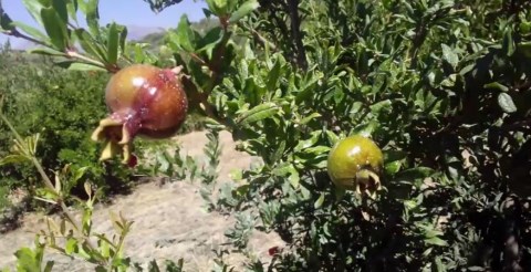 Ψέκασμα ζεόλιθου στο κτήμα με ροδιές - Συνεταιρισμός Ροδοπαραγωγών Κρήτης.