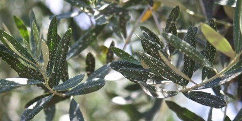 Ψεκασμος ζεολιθου ελαιοδεντρα οπωροφορα κηπευτικα κληματαριες.