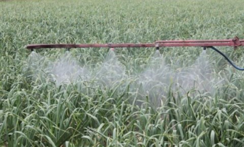Ψεκασμός ζεόλιθου σε σκόρδα - Νέα Βύσσα.