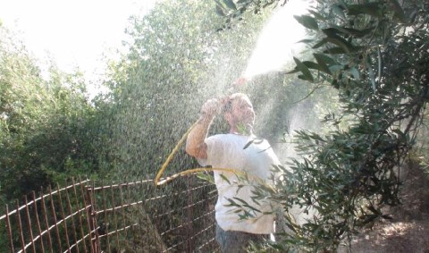 Ψεκασμός ζεόλιθου στο κτημα του Κλάδου Σπύρου - Κράνα Μυλοποτάμου.
